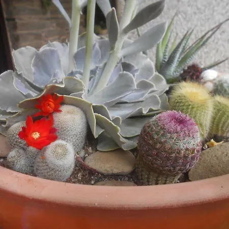 Gæstehus Xardin De Estrelas *** Sarria